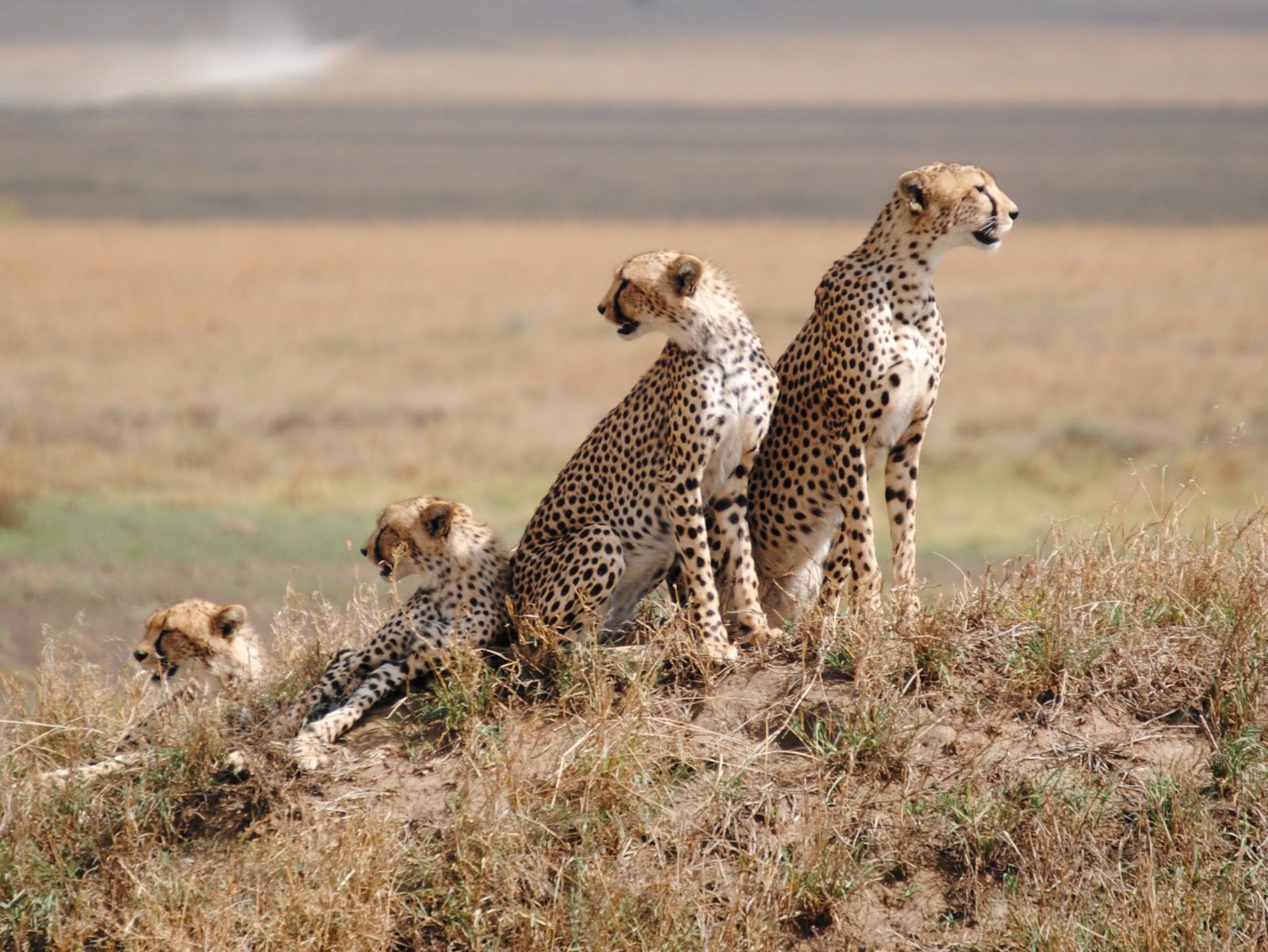 Day-4_Serengeti-National-Park