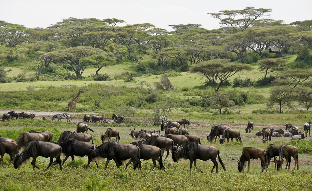 Season-Ndutu-Area-Serengeti