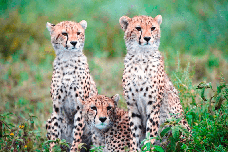 cheetah serengeti-min